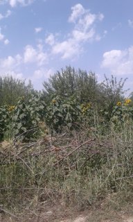 3مرداد اهرچای