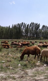 3مرداد اهرچای