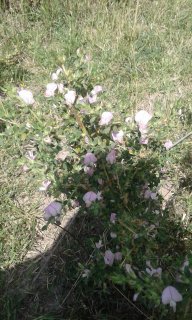 3مرداد اهرچای