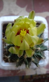 گلهای کاکتوس