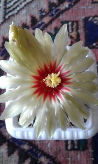 گلهای کاکتوس