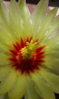 گلهای کاکتوس