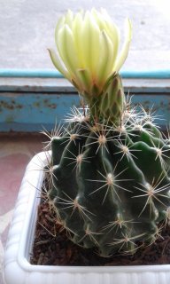 گلهای کاکتوس