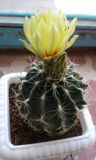 گلهای کاکتوس