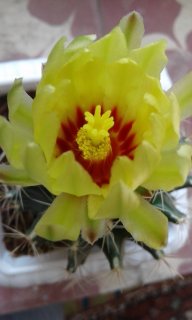 گلهای کاکتوس