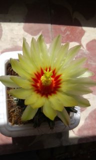 گلهای کاکتوس