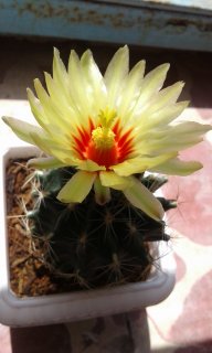 گلهای کاکتوس