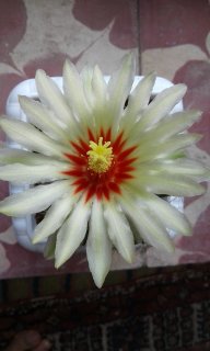 گلهای کاکتوس