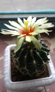 گلهای کاکتوس