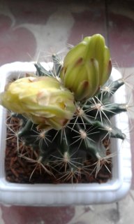 گلهای کاکتوس